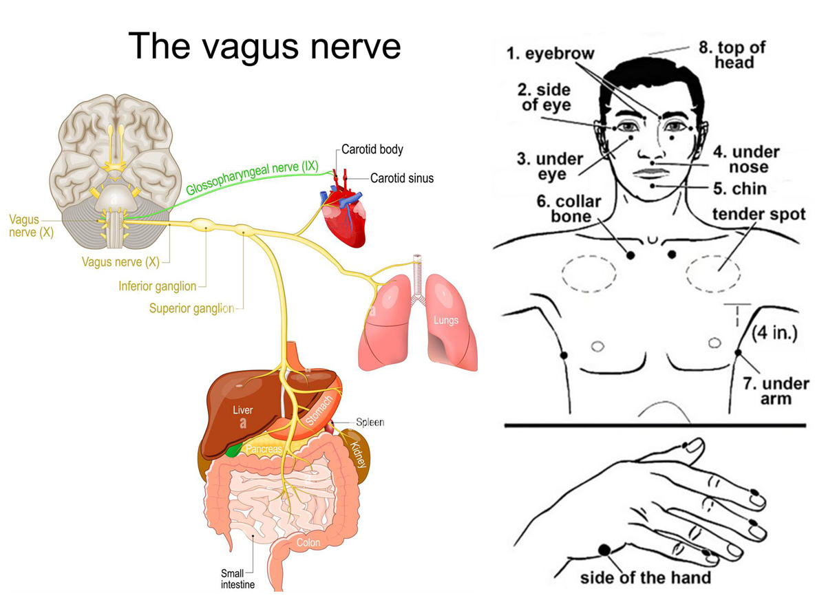 The vagus nerve linking around the body